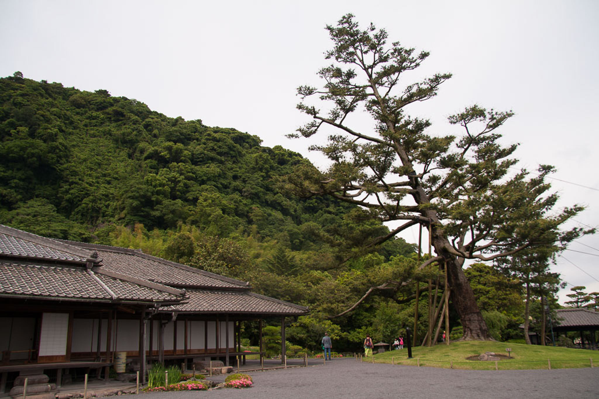 Yakushima White Pine Tree