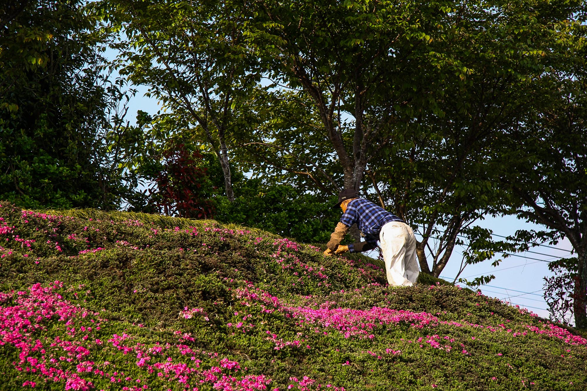 Toshiyuki Kuroki Garden 001