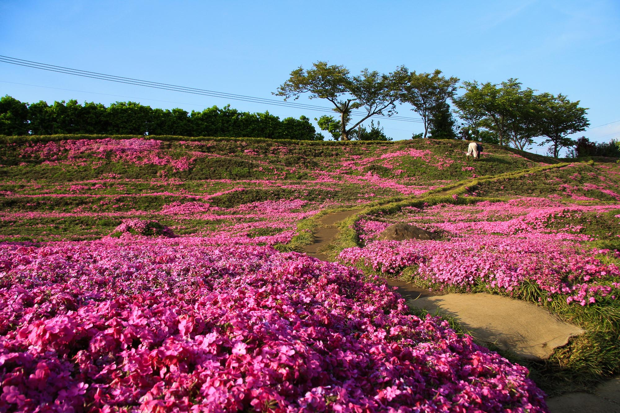 Toshiyuki Kuroki Garden 024